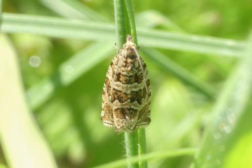 Celypha rivulana